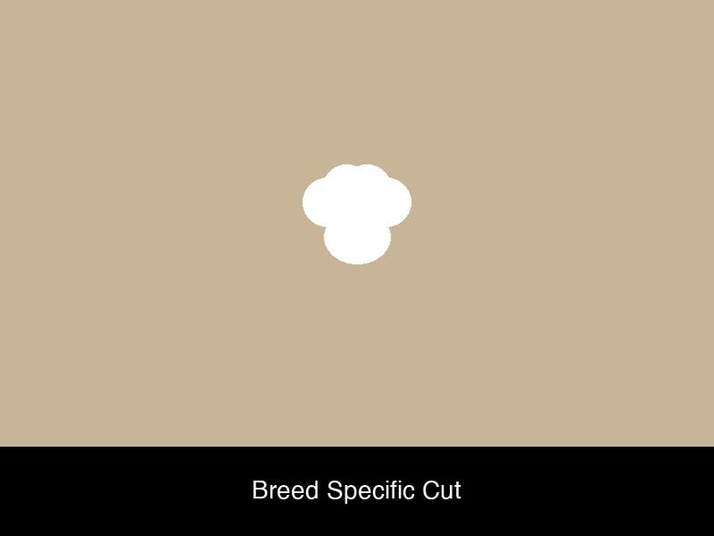Dog grooming photo 3