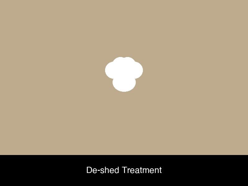Dog grooming photo 4