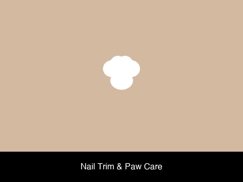 Dog grooming photo 5