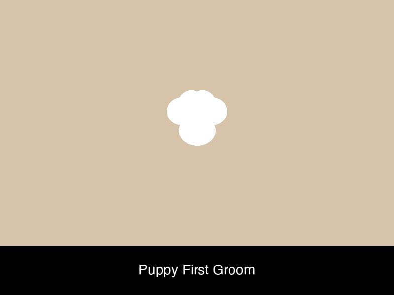 Dog grooming photo 7