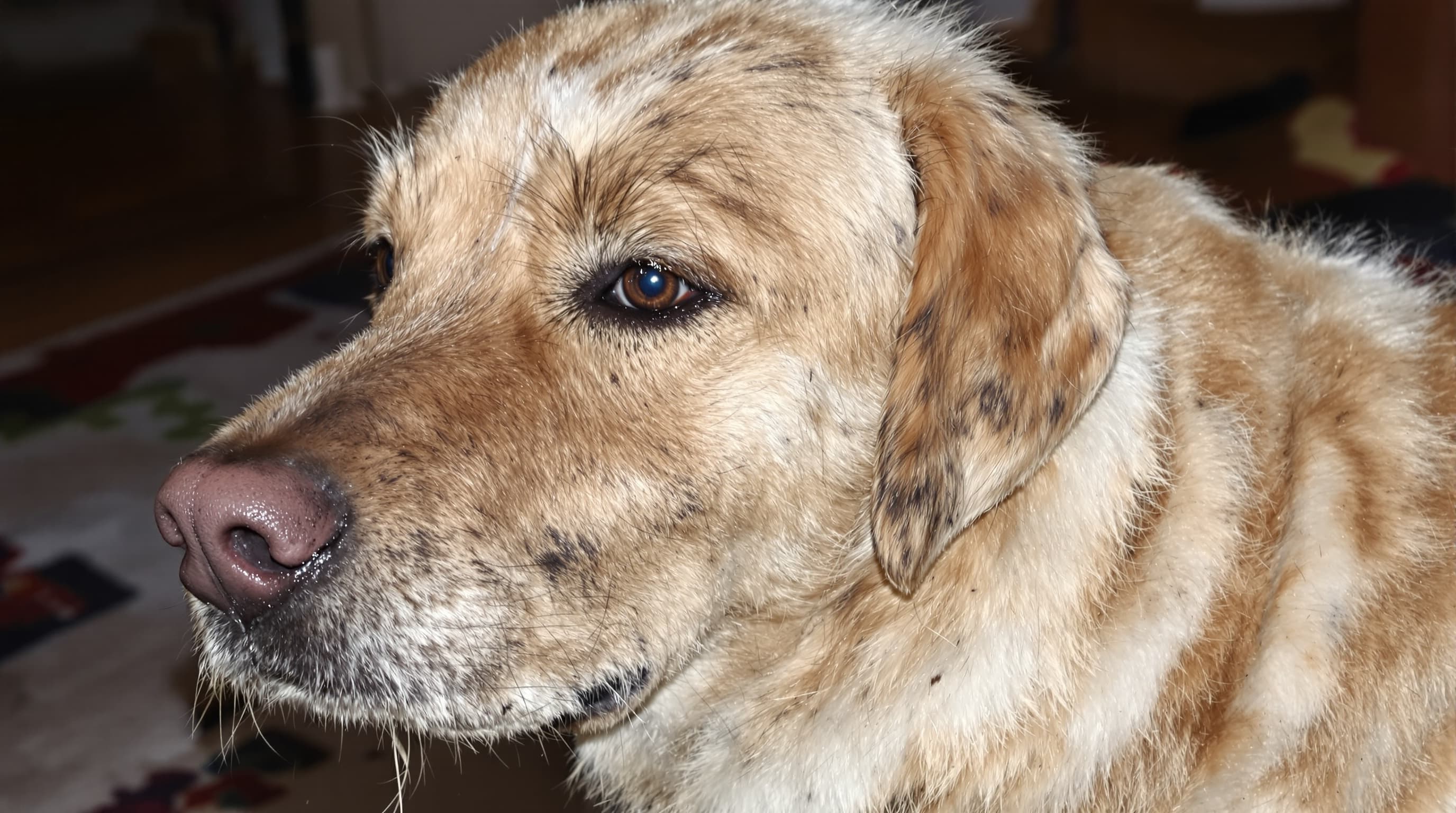 Dog grooming before — project 2